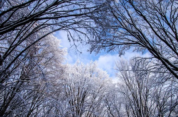 Wunderbare Winterlandschaft Czernowitz — Stockfoto