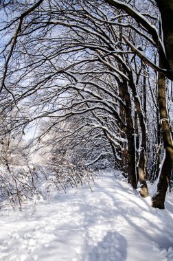 Chernivtsi 'deki muhteşem kış manzarası.