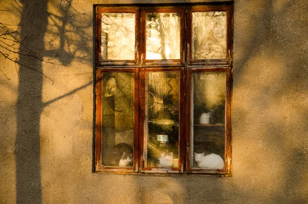 Tres Gatos Ventana — Foto de Stock