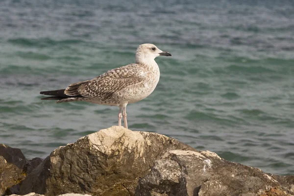 Seagull on the stone — Stock Photo, Image