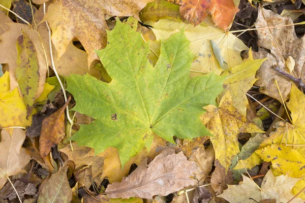 Otoño, hojas caídas — Foto de Stock