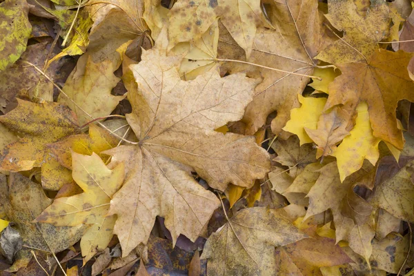 Outono, folhas caídas — Fotografia de Stock