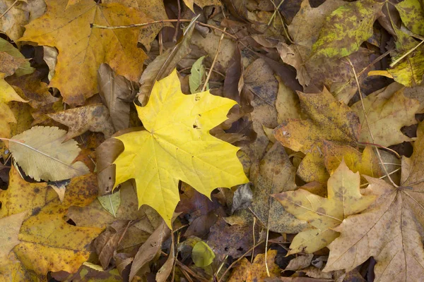Outono, folhas caídas — Fotografia de Stock