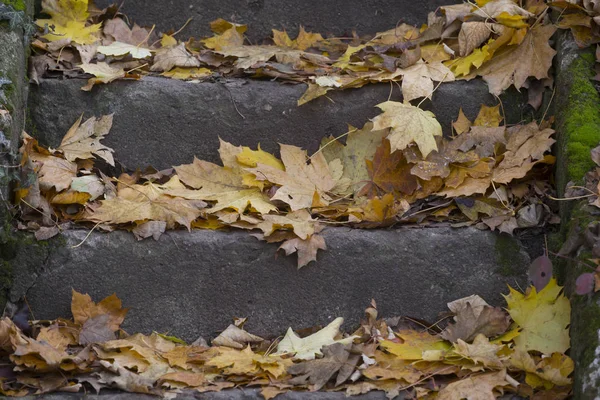 Leaves on a stairs — Stock Photo, Image