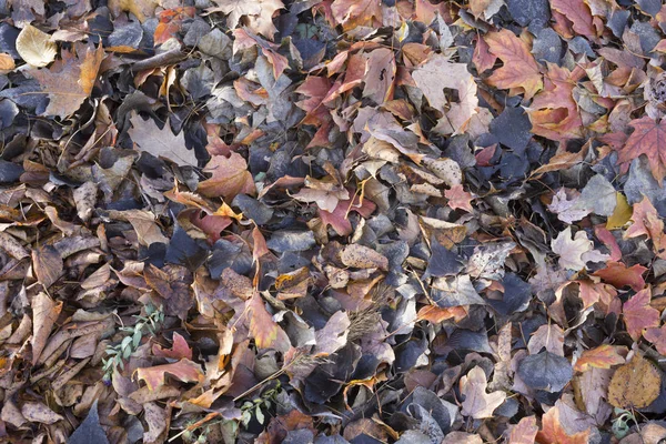 Folhas caídas, outono — Fotografia de Stock