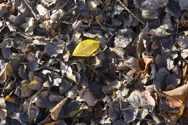 Folhas de outono em um solo — Fotografia de Stock