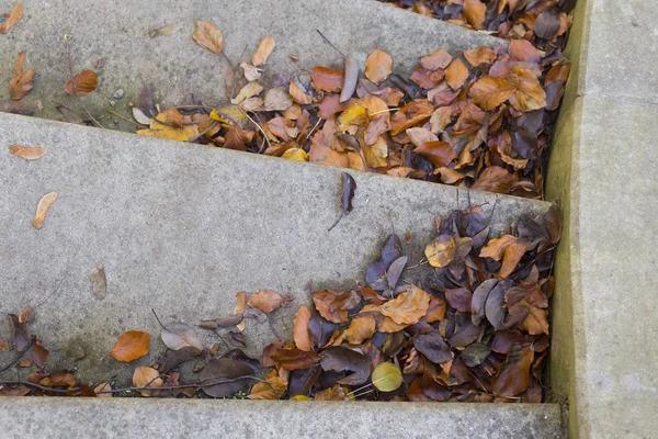 Hojas caídas, otoño — Foto de Stock