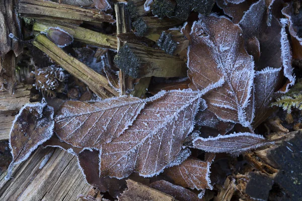 葉を樹氷します。 — ストック写真