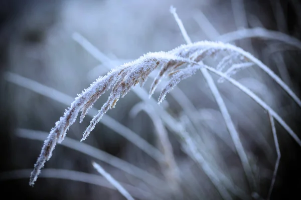 Plant met rijm — Stockfoto