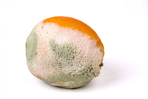 Spleśniałej pomarańczowy na białym — Zdjęcie stockowe