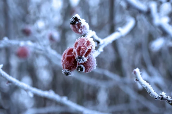 Kalça in rime'ı ile — Stok fotoğraf