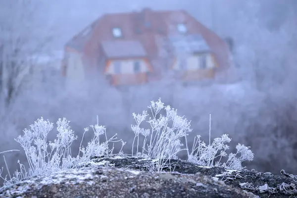 Рассада на плантациях — стоковое фото