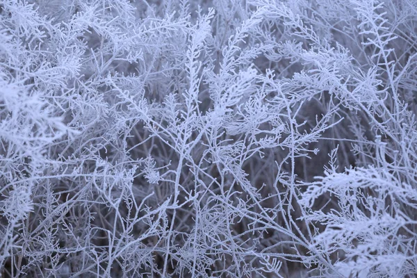 Fundo vegetal congelado — Fotografia de Stock