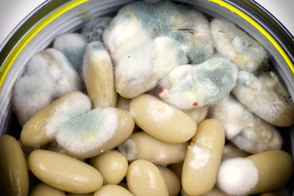 Moldy white beans — Stock Photo, Image