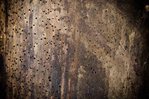 Wood damaged by woodworm — Stock Photo, Image