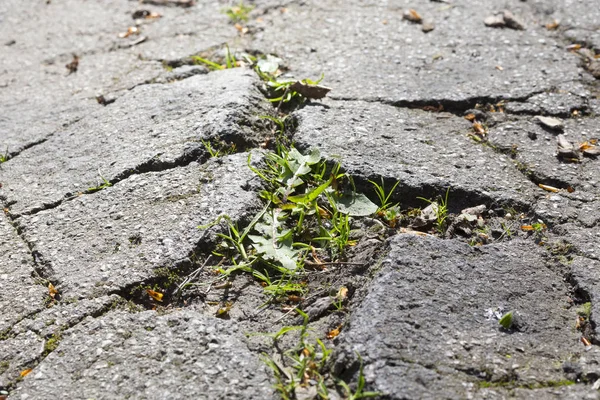 Starý popraskaný asfalt — Stock fotografie