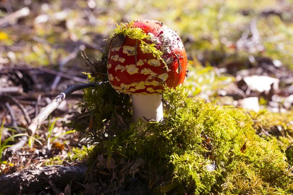 Fly agaric in a forest