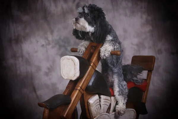 dog and motorbike