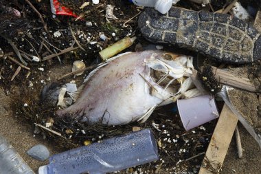 Deniz kıyısında çöp, Pasifik Okyanusu, Kuzey Tayvan, Asya, Ölüm Balığı