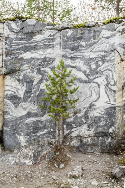 Siyah ve beyaz mermer duvar eski önünde küçük yeşil çam