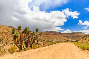 Yol 1005, Littlefield, Az 86432, ABD