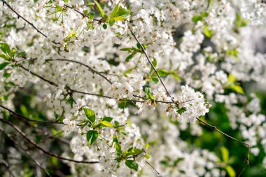  Güzel çiçek açan ağaç dalı elması. Çiçek açan ağaç kiraz dallarını beyaz çiçeklerle süslüyor. Soyut bahar çiçekli arka plan. Bahar çiçekleri. Paskalya. Alerji sezonu. Bahar konsepti.