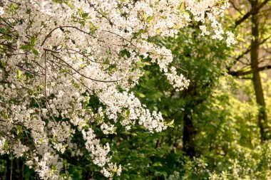  Güzel çiçek açan ağaç dalı elması. Çiçek açan ağaç kiraz dallarını beyaz çiçeklerle süslüyor. Soyut bahar çiçekli arka plan. Bahar çiçekleri. Paskalya. Alerji sezonu. Bahar konsepti.