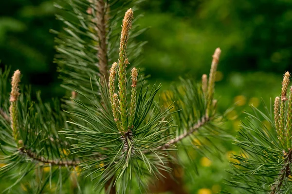 Close Young Long Shoots Pine Pinus Densiflora Umbraculifera Females Cones — Stock Photo, Image