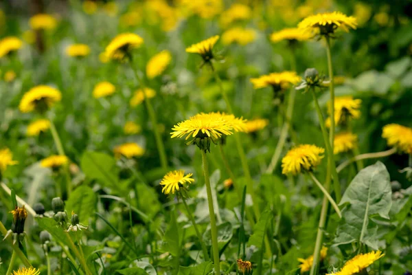 Güneşli Bir Günde Karahindiba Dolu Çayır Baharda Karahindiba Çiçek Açan — Stok fotoğraf