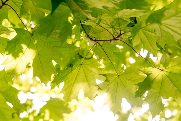Parlak yeşil akçaağaç yaprakları ve güneş. Bahar konsepti, yaz zamanı, arka plan