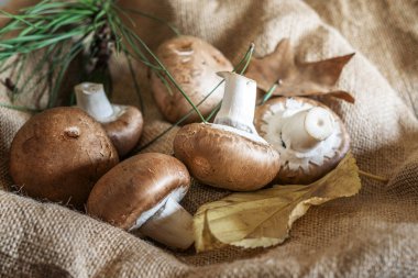 Taze kahverengi mantar şampiyonları çuval bezinde.