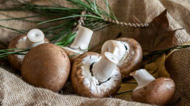 Kırsal kesim kumaşında kahverengi yeni şampiyonlar grubu..