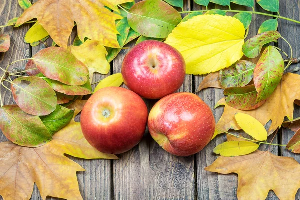 Algunas manzanas rojas maduras ranet sobre el fondo natural de madera. Aut. — Foto de Stock