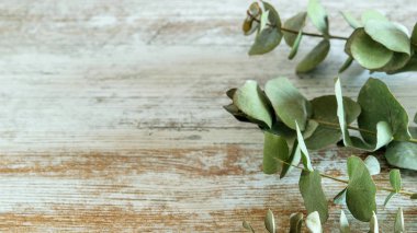 Kırsal ahşap arka planda okaliptüs dalları. Boşluk