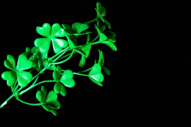 Siyah arkaplanda geleneksel İrlanda bayramı Aziz Patrick Günü sembolü olarak yonca yaprakları. 