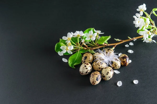 Easter quail eggs on the black minimalist background. Blooming branch of fruit tree. Spring time, easter.
