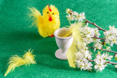 Meyve ağacının çiçek açan dalı, küçük sarı oyuncak tavuk, sarı ayaklar ve yeşil arka planda yumurta kabı. Mutlu Paskalyalar. 