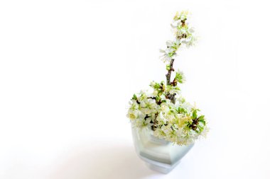 Beyaz arka planda beyaz vazoda çiçek açan elma ağacının dalları. Bahar zamanı, bahar tatilleri için tebrik kartı. Üst görünüm, metnin için boşluk. 