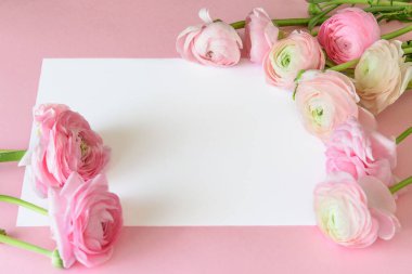 Bir buket taze ranunculus ya da pembe arka planda düğün çiçeği, yazı için çerçevelenmiş beyaz alan. Anneler günü, kadınlar günü, sevgililer günü ya da paskalya bayramı.. 