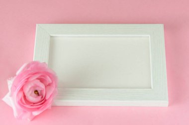 Yazı için yeri olan beyaz çerçeve, pastel pembe bahar çiçeğiyle süslenmiş. Pastel pembe tek ranunculus yakın plan. Güzel bir tebrik kartı.. 