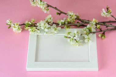 Beyaz çerçeve, çiçek açan elma ağacından bir dalla süslenmiş yazı için. Anneler günü için tebrik kartı, kadınlar günü, sevgililer günü ya da mutlu paskalyalar. Beyaz çerçeve, pembe arkaplan. 