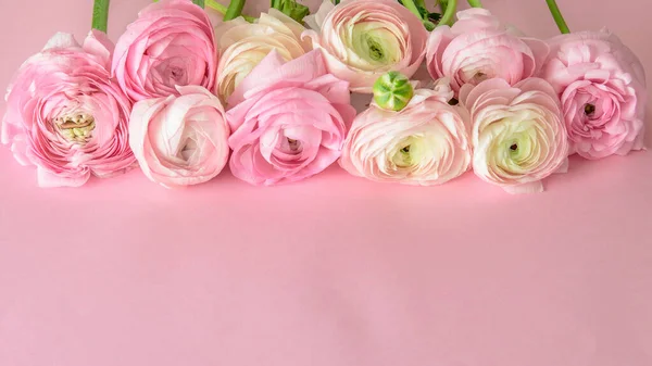Taze ranunculus buketi ya da pembe arka planda, mesaj için yeri olan düğün çiçekleri. Anneler günü, kadınlar günü, sevgililer günü ya da mutlu Paskalyalar.. 