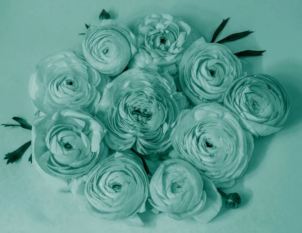 Bir buket güzel bahar çiçeği ranunculus ya da modern plankton renginde düğün çiçeği. Anneler Günü, Kadınlar Günü ya da Paskalya Bayramı 'nda güzel bir tebrik kartı.. 