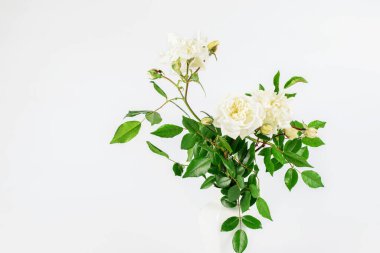 Beyaz arka planda bir buket beyaz gül. Anneler Günü, doğum günü ya da herhangi bir yıldönümü için güzel bir hediye.. 