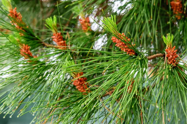 Pine branches with cones after rain. Nature after rain in spring.