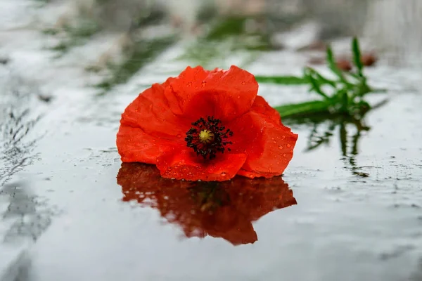 Solteira Flor Papoula Vermelha Fundo Molhado Primavera Natureza Após Conceito — Fotografia de Stock