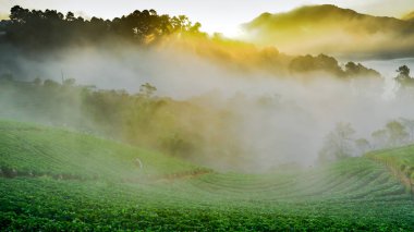 Puslu sabah gündoğumu Doi Ang khang yarış, çilek bahçesinde