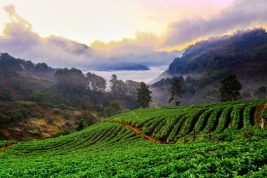 Puslu sabah gündoğumu Doi Ang khang yarış, çilek bahçesinde