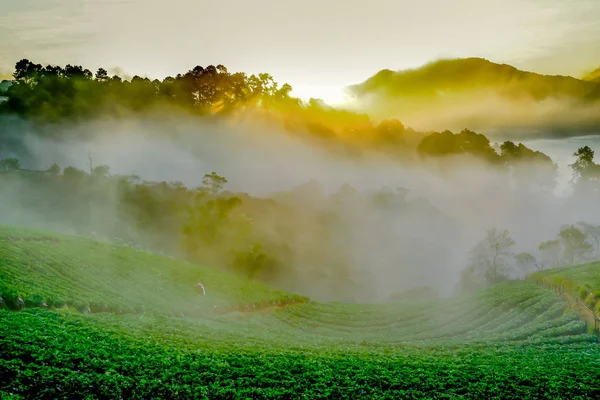 Puslu sabah gündoğumu Doi Ang khang yarış, çilek bahçesinde