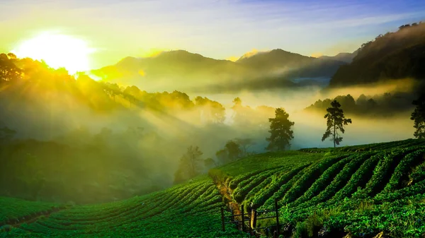 Misty morning sunrise in strawberry garden at Doi Ang khang moun